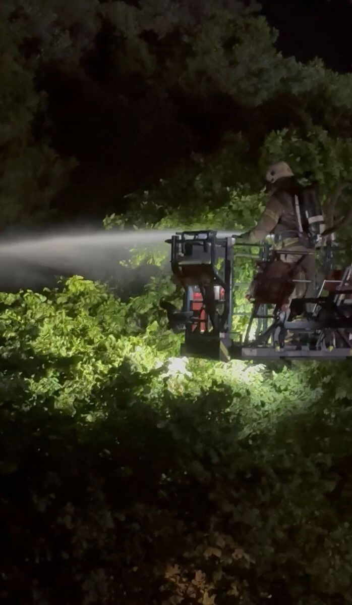İstanbul'da taraftarlar kutlama yaparken ev ve ormanı yaktı - 3. Resim