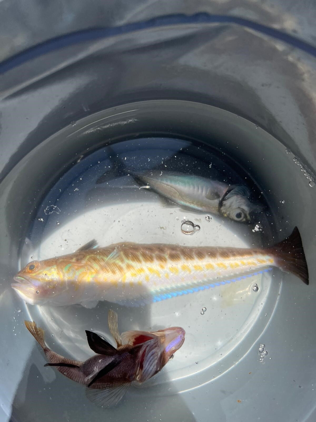 Balık tutanlar dikkat! Ölümcül tehlike sizin de oltanıza takılabilir - 1. Resim