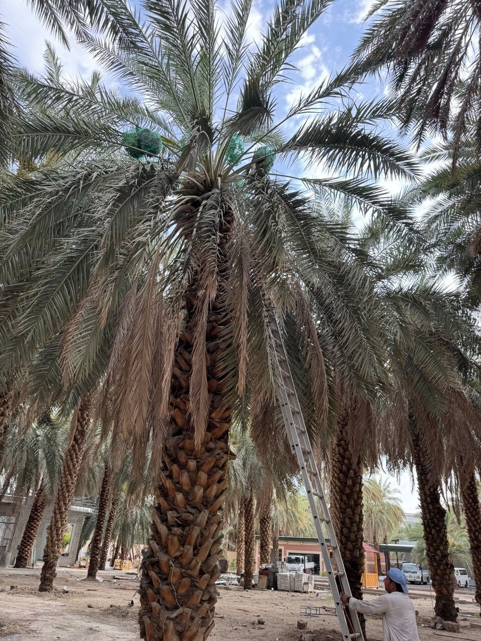 Son durak hurma bahçeleri! Hacılar, memleketlerine dönmeden önce uğruyor Son durak hurma bahçeleri! Hacılar, memleketlerine dönmeden önce uğruyor - 1. Resim