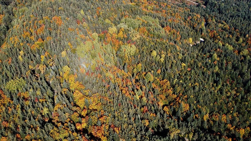 Bolu orman yasakları kapsamında Abant, Yedigöller ve Gölcük'te sadece piknik tüpü kullanılacak - 3. Resim