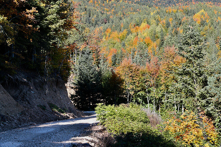 Bolu orman yasakları kapsamında Abant, Yedigöller ve Gölcük'te sadece piknik tüpü kullanılacak - 2. Resim
