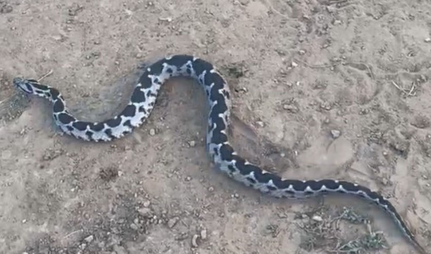 Bursa’da dev yılan paniği! Tarlaya girdi, vatandaşları korkuttu Bursa’da dev yılan paniği! Tarlaya girdi, vatandaşları korkuttu - 1. Resim