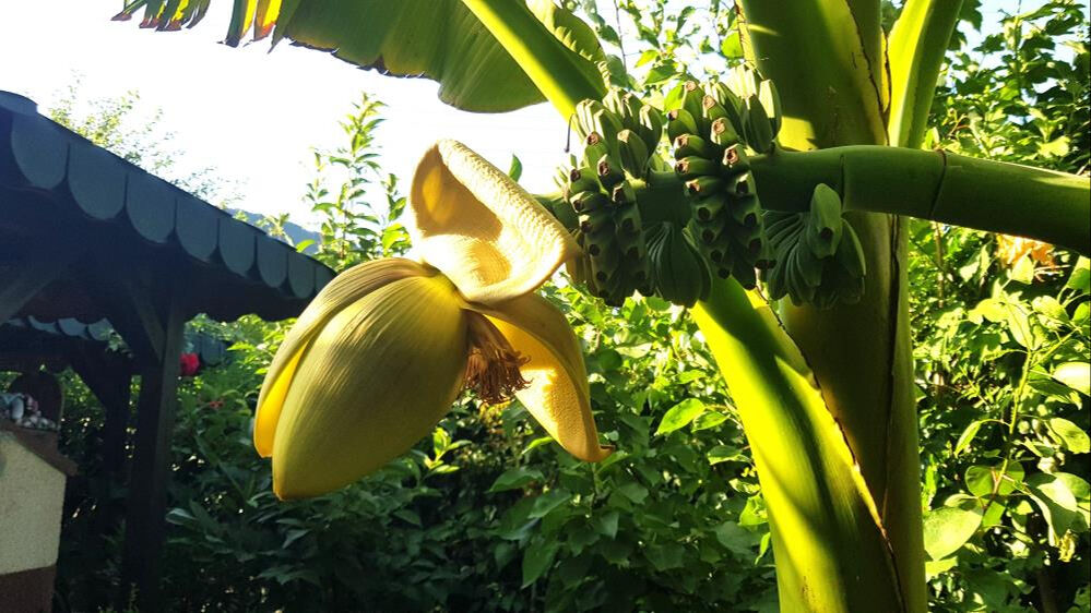Dekoratif amaçlı dikmişti! 5 yıl sonra meyve verince gözlerine inanamadı - 1. Resim