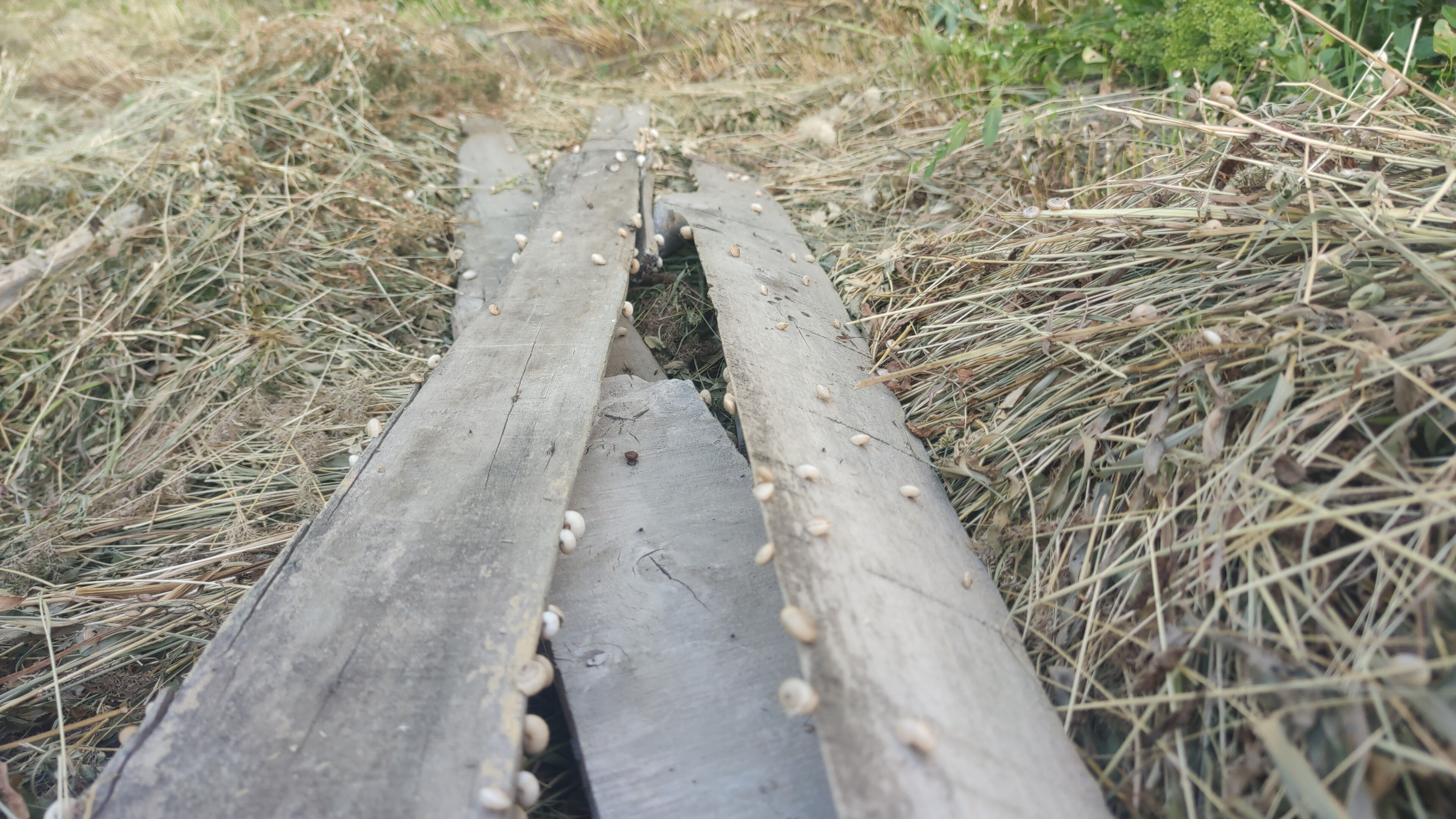Böylesi ilk kez görüldü! İki ilçe istila altında, ilaçlama fayda etmiyor Böylesi ilk kez görüldü! İki ilçe istila altında, ilaçlama fayda etmiyor - 1. Resim