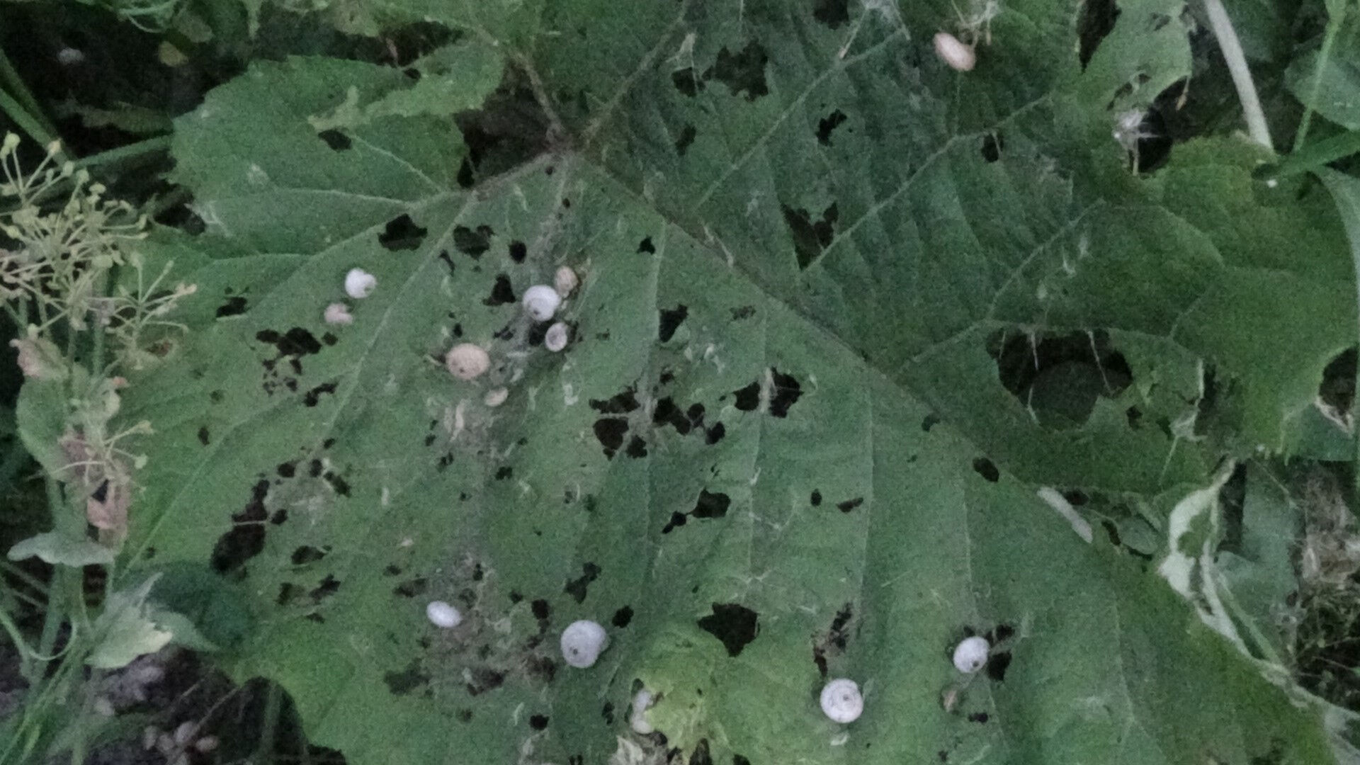 Böylesi ilk kez görüldü! İki ilçe istila altında, ilaçlama fayda etmiyor Böylesi ilk kez görüldü! İki ilçe istila altında, ilaçlama fayda etmiyor - 2. Resim