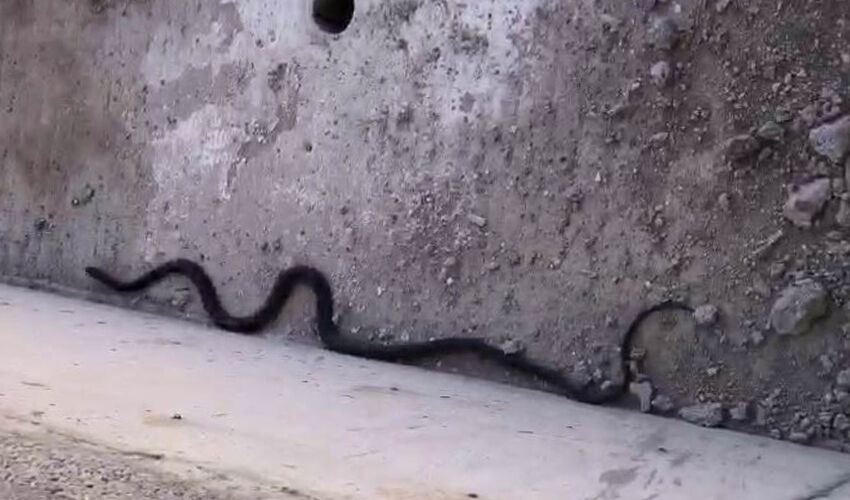 Yolunu kaybeden yılan inşaat alanına girdi: Gören inanamıyor, boyu 3 metreyi aşıyor - 2. Resim