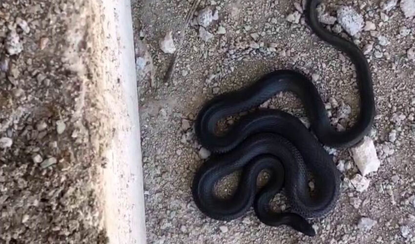 Yolunu kaybeden yılan inşaat alanına girdi: Gören inanamıyor, boyu 3 metreyi aşıyor - 1. Resim