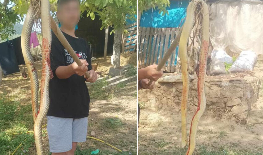 Yolunu kaybeden yılan inşaat alanına girdi: Gören inanamıyor, boyu 3 metreyi aşıyor - 3. Resim