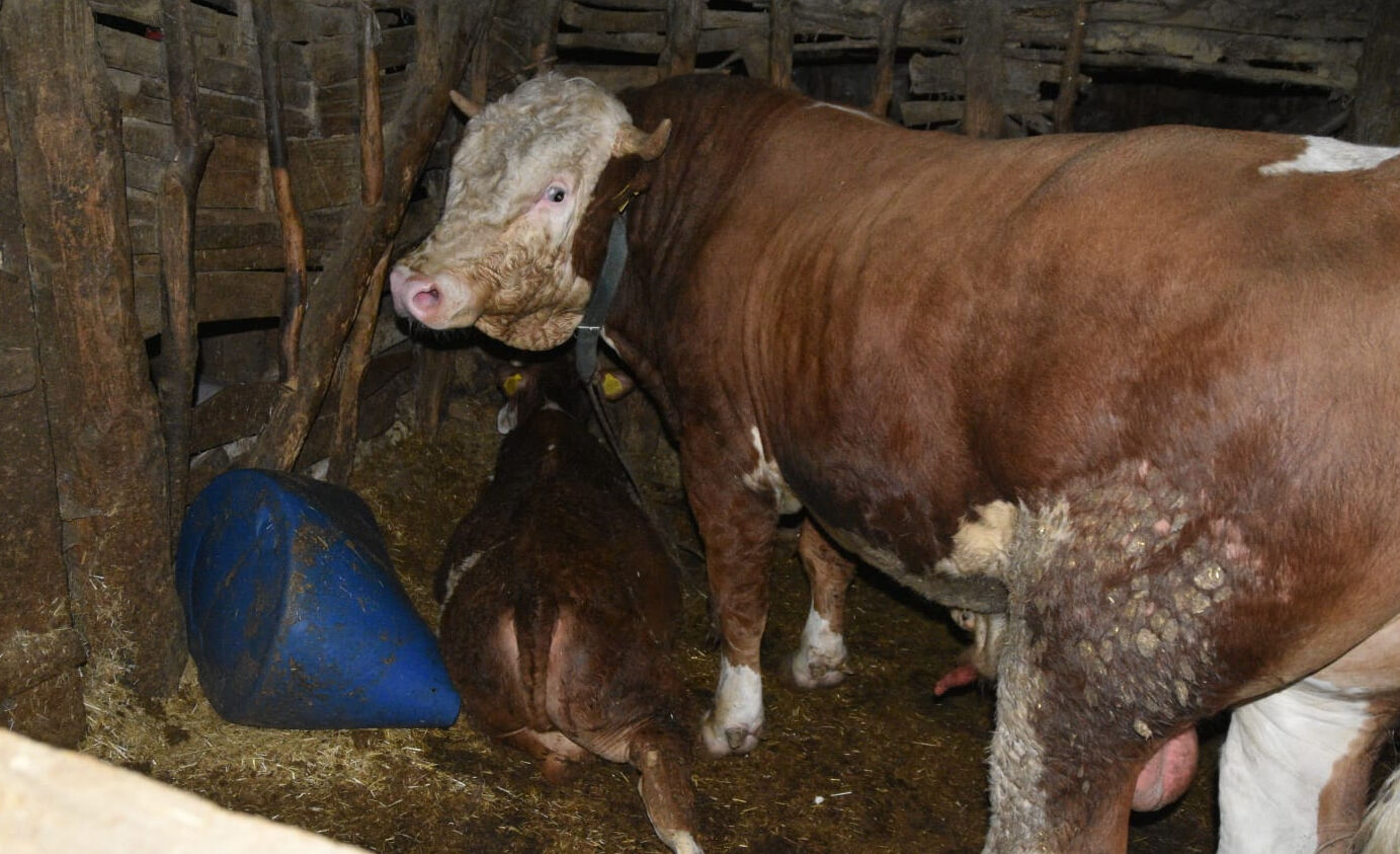 Ahırda dananın saldırdığı adam hayatını kaybetti - 1. Resim