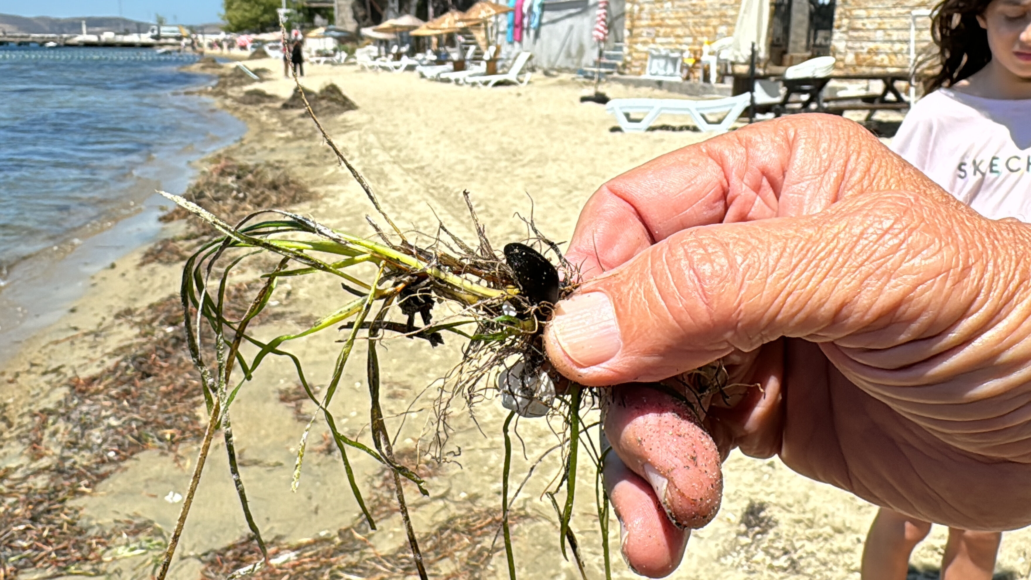 Erdek'te denize giremiyorlar koruma altındaki deniz çayırlarını söktüler - 1. Resim