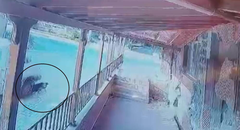 Hatay'da yol ortasında yatan köpeği kamyonetle ezdi - 3. Resim