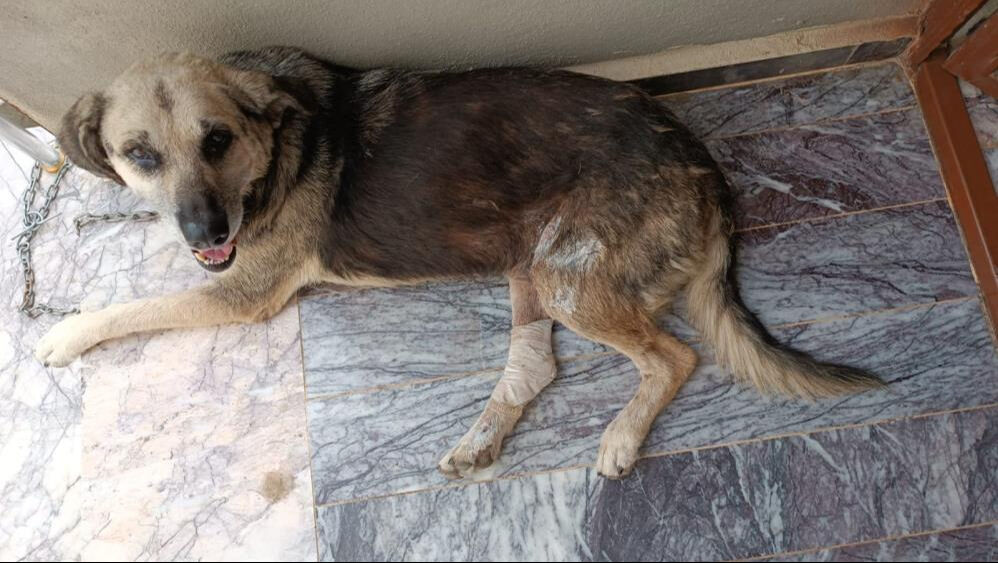 Hatay'da yol ortasında yatan köpeği kamyonetle ezdi - 4. Resim
