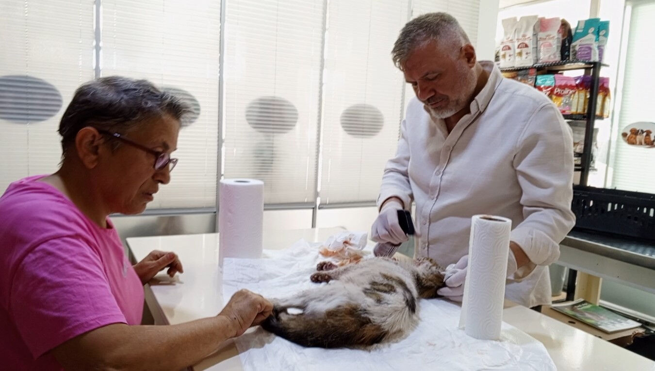 Köpeğin havlaması kedinin hayatını kurtardı Köpeğin havlaması kedinin hayatını kurtardı - 1. Resim