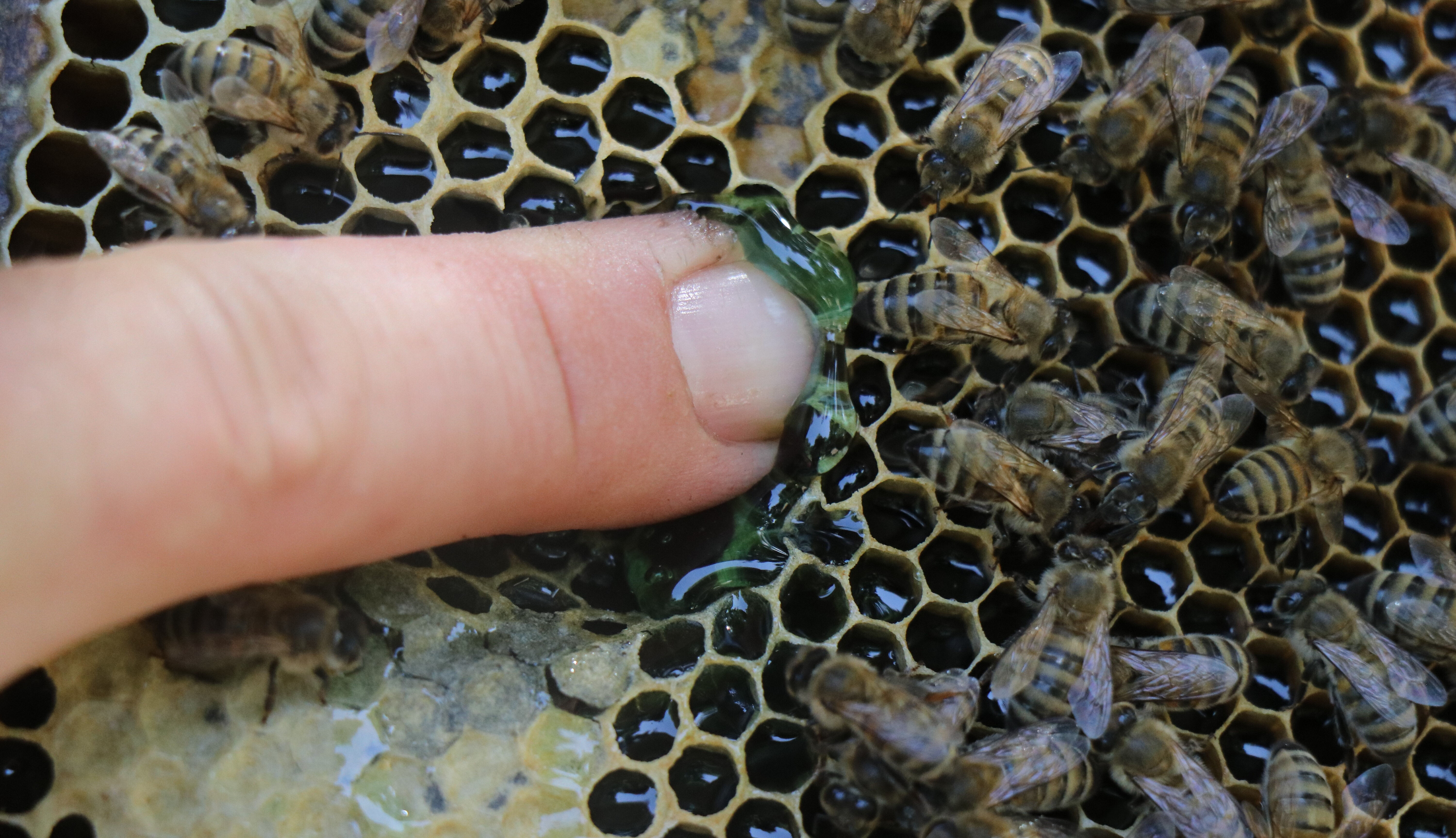 Kovanı açıp baktı, şaşkına döndü! Kilosu 30 bin liradan satılan yeşil balın gizemi araştırılıyor - 3. Resim
