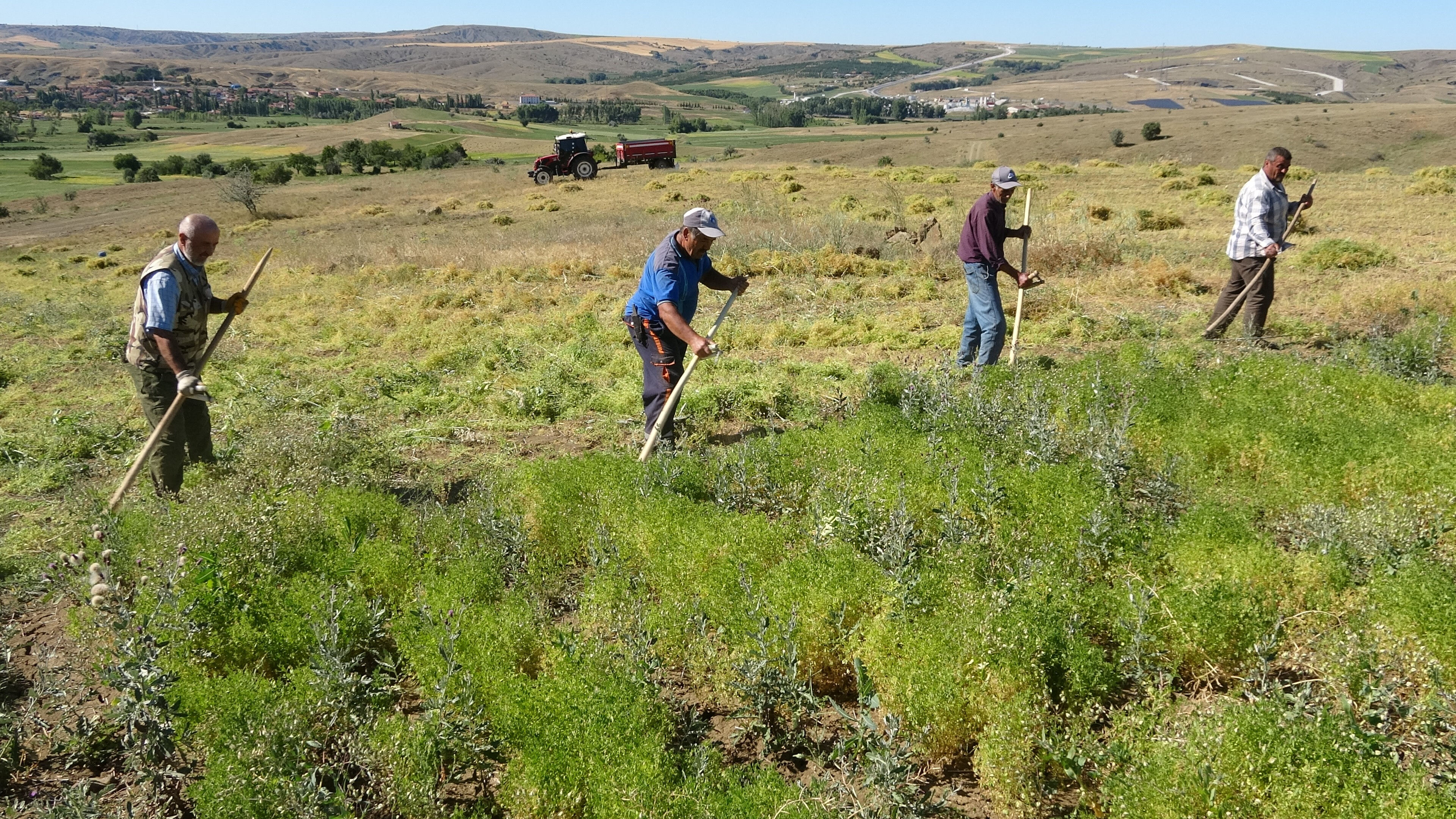Maaşları 45 bin liraya çıktı! Yozgatlı çiftçi tırpan işçisi bulamıyor - 1. Resim