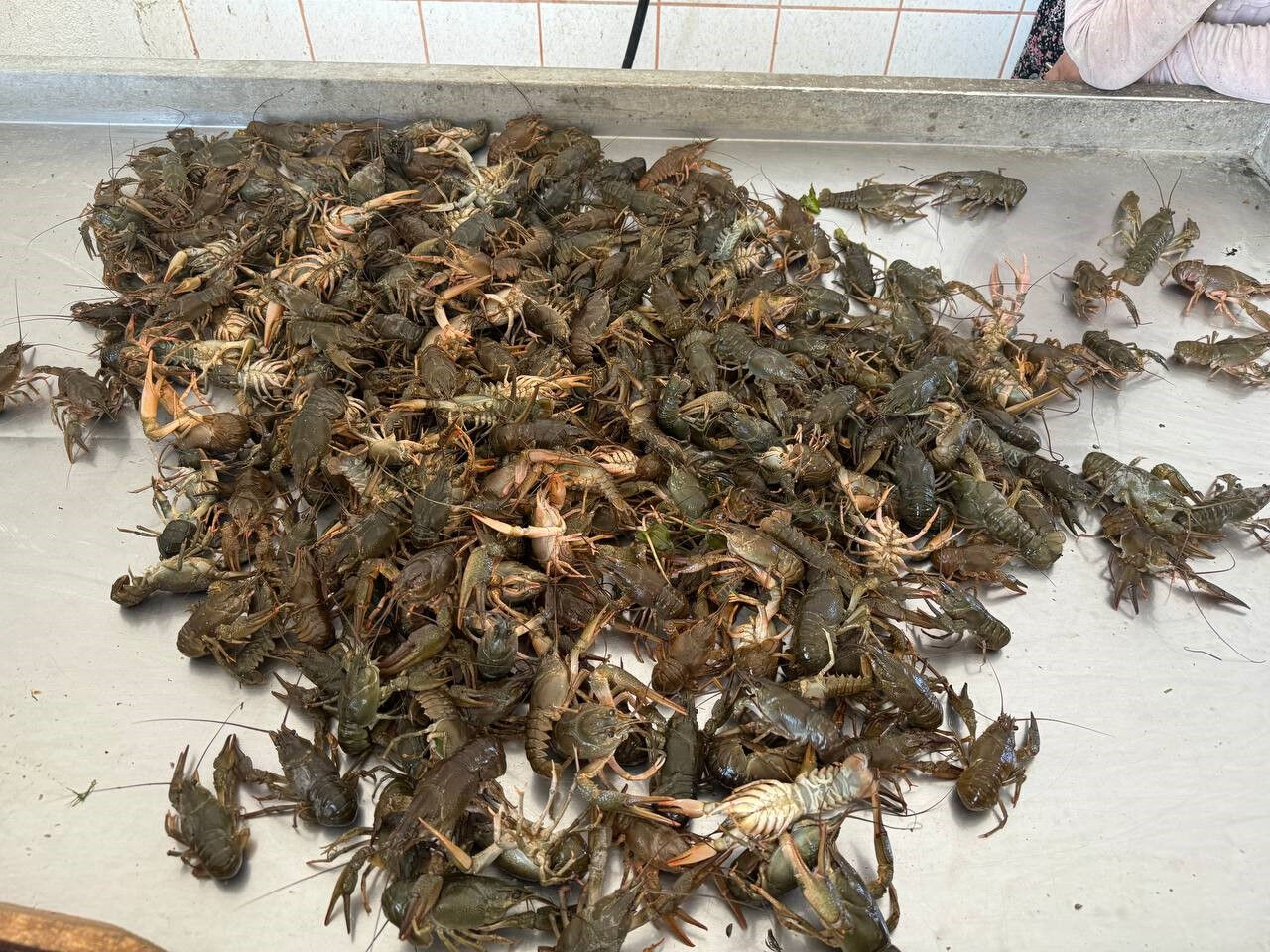 Eğirdir Gölü'nde av yasağının kalkmasıyla beraber kerevit avcılığı başladı - 2. Resim