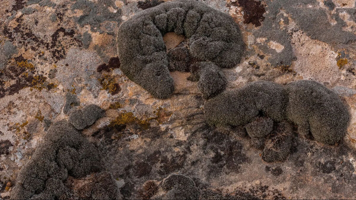 Mars'ta hayatta kalmak mümkün! Bilim insanları yeni bir bitki keşfetti - 2. Resim