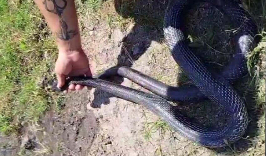 “Tatlı dil yılanı deliğinden çıkarır” sözü gerçek oldu! Kara yılana nasihat verdiği anlar gülümsetti “Tatlı dil yılanı deliğinden çıkarır” sözü gerçek oldu! Kara yılana nasihat verdiği anlar gülümsetti - 1. Resim