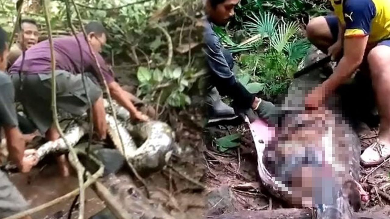 9 metrelik piton, 45 yaşındaki kadını yuttu - Dünya