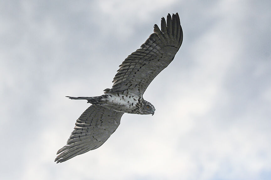 Sürüngen avcısı olarak biliniyordu! Iğdır'da 'Yılan kartalı' görüntülendi Sürüngen avcısı olarak biliniyordu! Iğdır'da 'Yılan kartalı' görüntülendi - 1. Resim