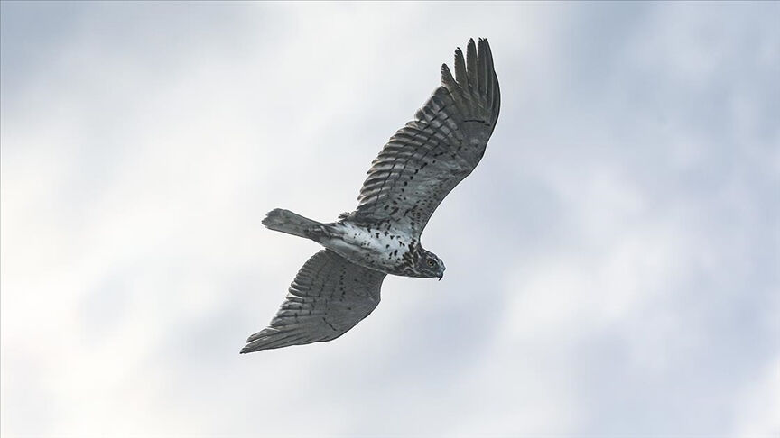Sürüngen avcısı olarak biliniyordu! Iğdır'da 'Yılan kartalı' görüntülendi Sürüngen avcısı olarak biliniyordu! Iğdır'da 'Yılan kartalı' görüntülendi - 2. Resim