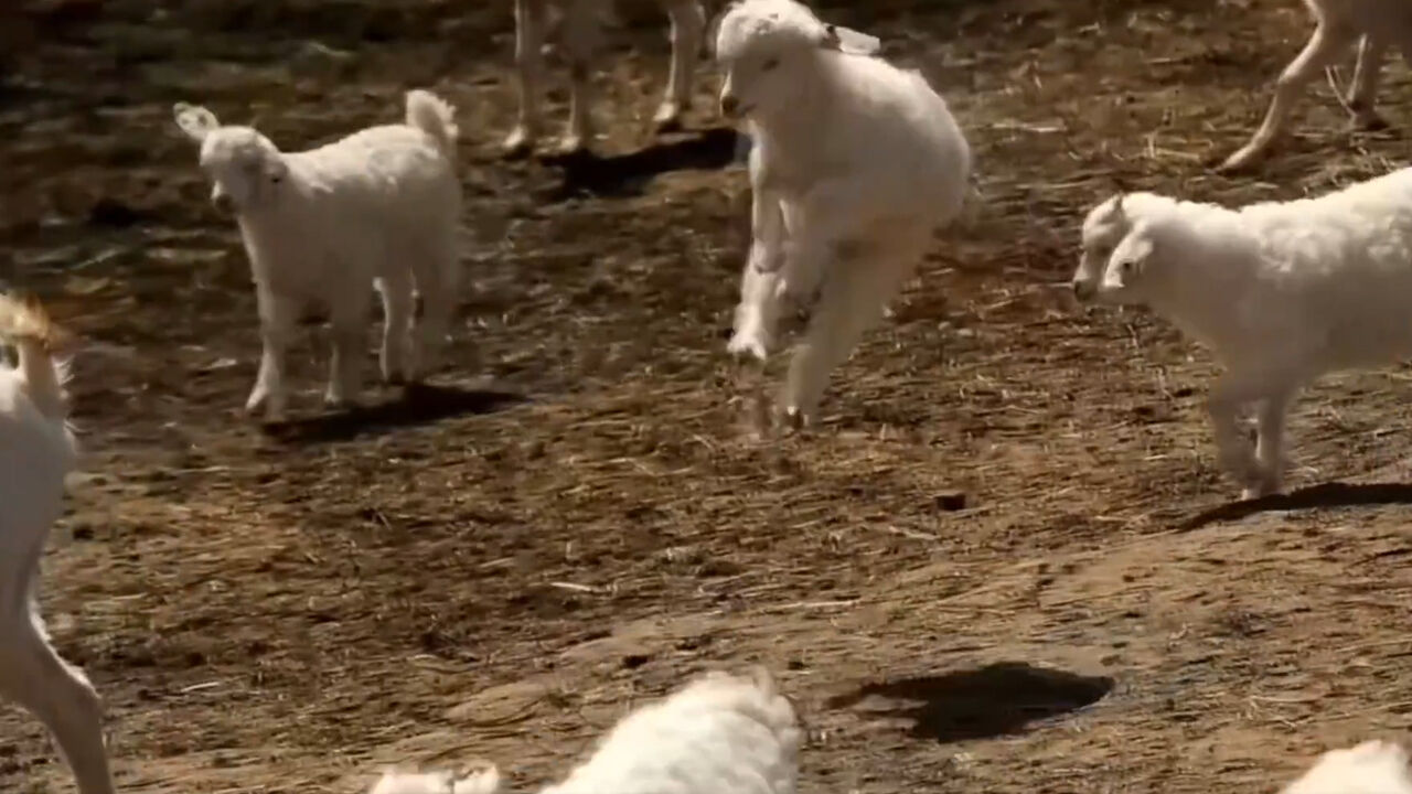 Tarım Bakanlığı'nın Merih Demiral paylaşımı sosyal medyaya damga vurdu: Atamazsın diyoruz, dinlemiyor... Tarım Bakanlığı'nın Merih Demiral paylaşımı sosyal medyaya damga vurdu: Atamazsın diyoruz, dinlemiyor... - 2. Resim