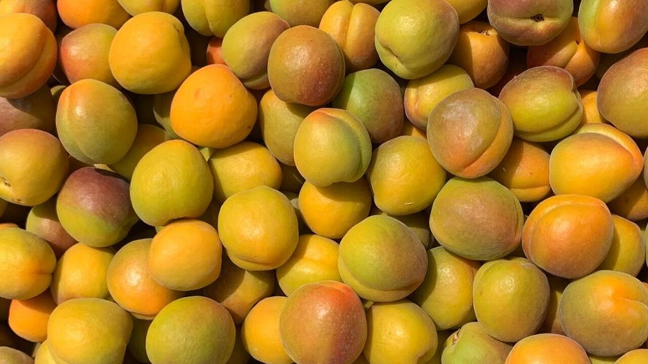 Aşırı sıcaklarda kalp hastalarına uzman uyarısı: Günde 3 tane kayısı tüketin Aşırı sıcaklarda kalp hastalarına uzman uyarısı: Günde 3 tane kayısı tüketin - 1. Resim