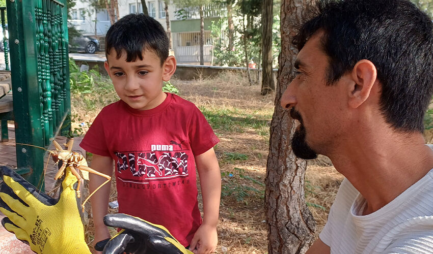 Batman’da görüldü: Dev çekirge tüyler ürpertiyor! Etçil ve 25 cm… - 1. Resim