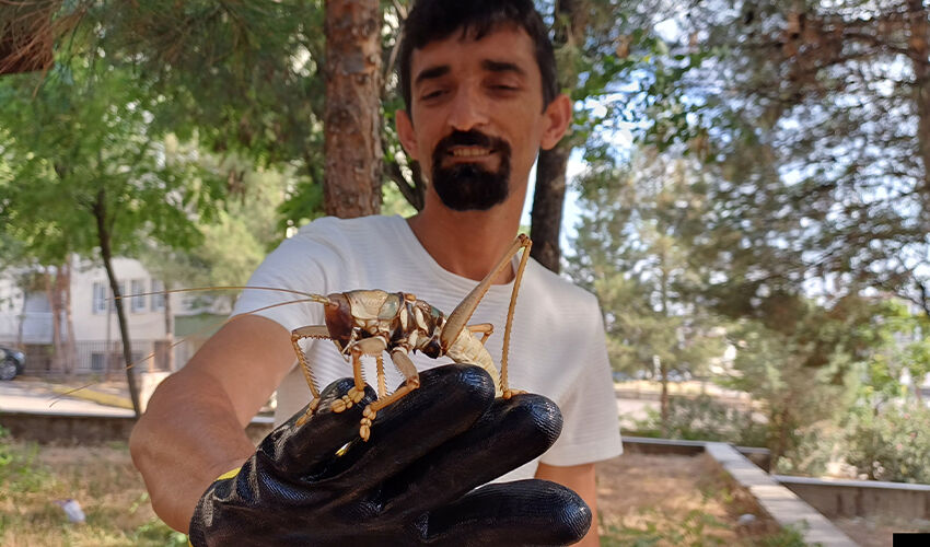 Batman’da görüldü: Dev çekirge tüyler ürpertiyor! Etçil ve 25 cm… - 3. Resim