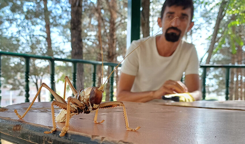 Batman’da görüldü: Dev çekirge tüyler ürpertiyor! Etçil ve 25 cm… - 2. Resim
