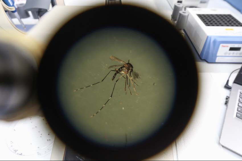 El Salvador'da dang hummasına karşı ordu sahaya çıktı! El Salvador'da dang hummasına karşı ordu sahaya çıktı! - 6. Resim