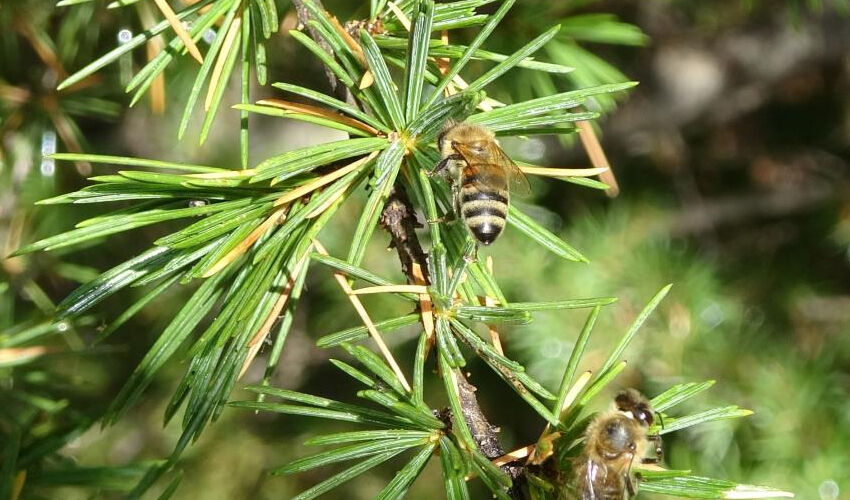 Mersin’de üretiliyor, birçok ülkeden talep var! Kilosu 1.000 TL, karaciğer ve akciğeri yeniliyor - 1. Resim