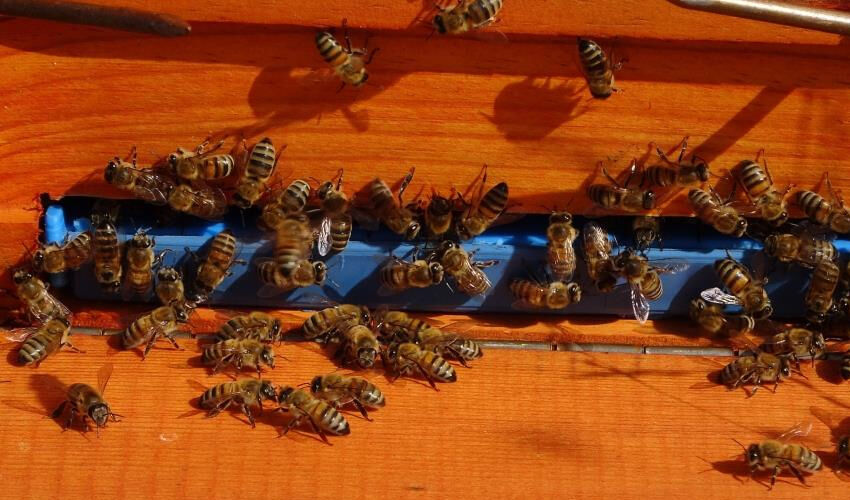 Mersin’de üretiliyor, birçok ülkeden talep var! Kilosu 1.000 TL, karaciğer ve akciğeri yeniliyor - 2. Resim