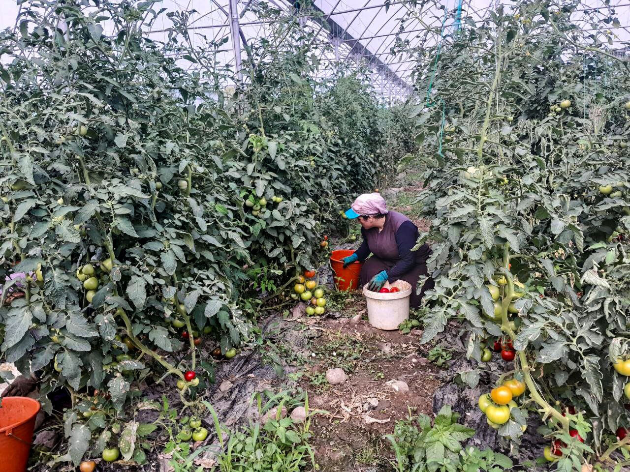 Öğretmenliği bırakıp bu işe girdi! Çalışanlarına öğretmen maaşı veriyor - 3. Resim