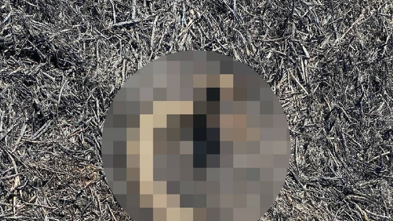 Şanlıurfa'daki korkunç manzara ürküttü! Görenlerin içi parçalandı - 2. Resim