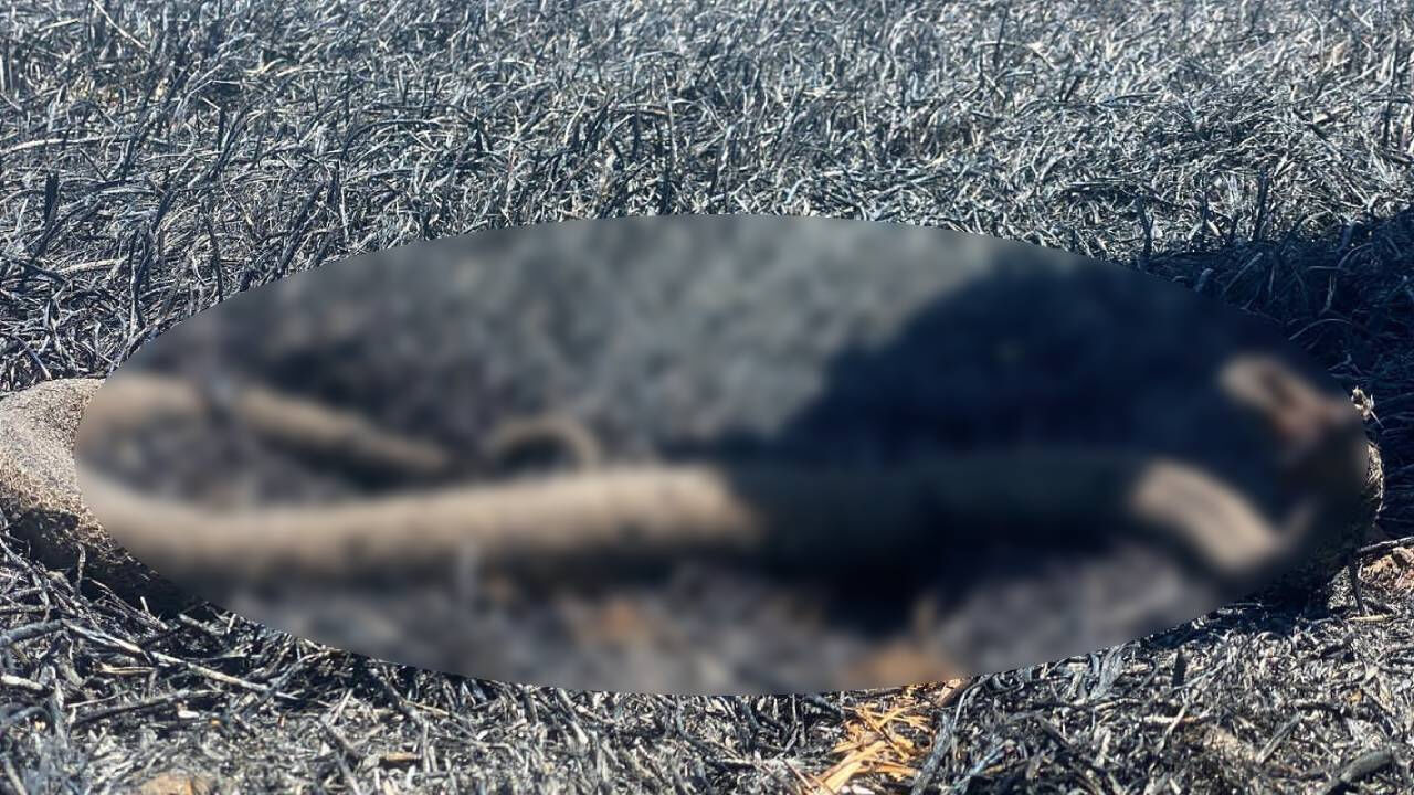 Şanlıurfa'daki korkunç manzara ürküttü! Görenlerin içi parçalandı - 1. Resim