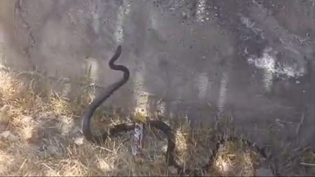 Şehir merkezinde bir anda g&ouml;r&uuml;ld&uuml;! Vatandaş neye uğradığını şaşırdı - 2. Resim