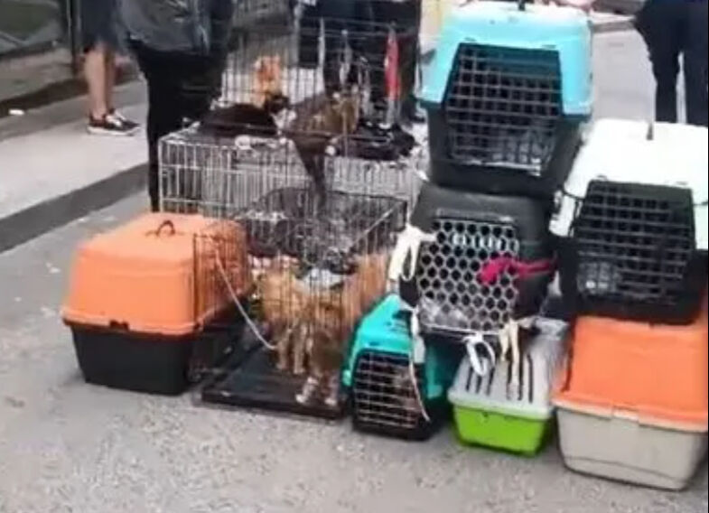 Şişli'deki k&ouml;t&uuml; kokunun sebebi kitli tutulan 85 kedi &ccedil;ıktı - 2. Resim