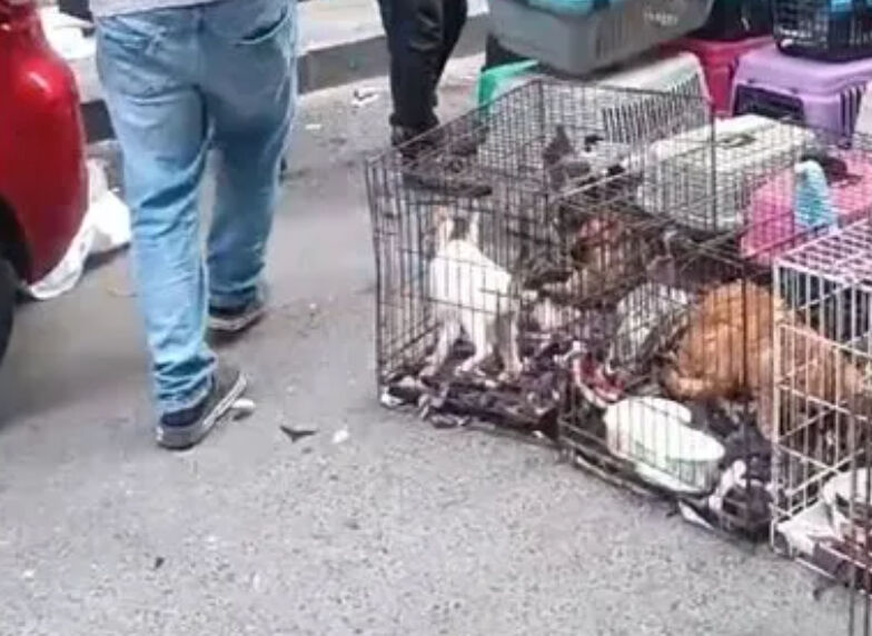 Şişli'deki k&ouml;t&uuml; kokunun sebebi kitli tutulan 85 kedi &ccedil;ıktı - 1. Resim