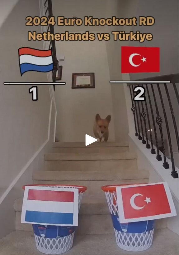 Geçen maçı bilmişti! Fenomen köpekten, Türkiye-Hollanda maçı için skor tahmini Geçen maçı bilmişti! Fenomen köpekten, Türkiye-Hollanda maçı için skor tahmini - 1. Resim