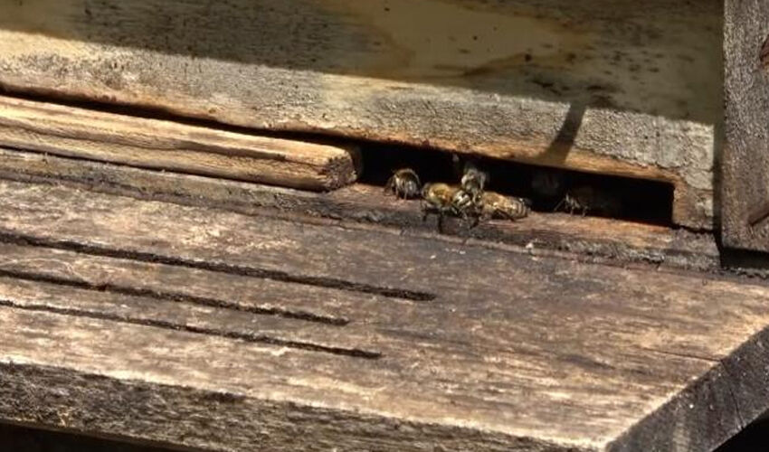 ‘Arı yatağı’ ile terapi: Binlerce arının üstüne yatıp dinç kalkıyorlar! Etkisi inanılmaz - 1. Resim