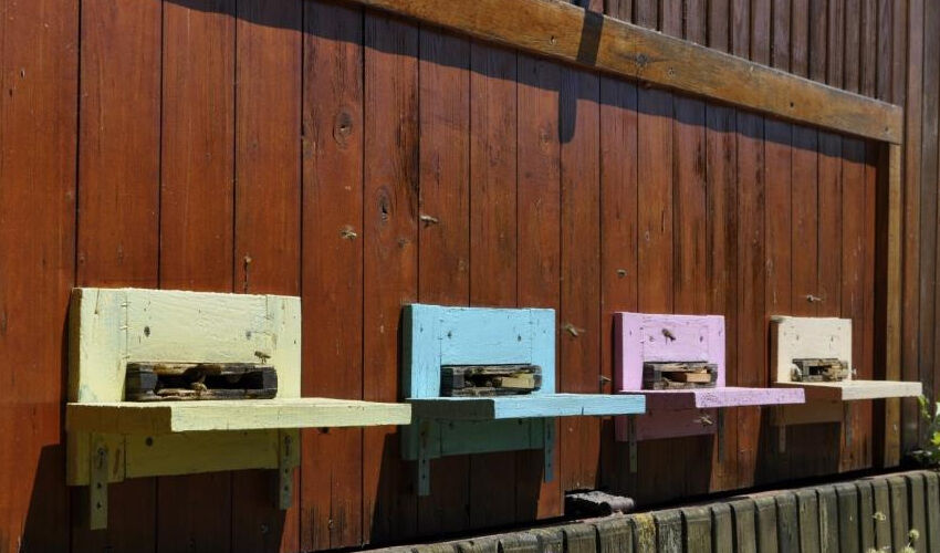 ‘Arı yatağı’ ile terapi: Binlerce arının üstüne yatıp dinç kalkıyorlar! Etkisi inanılmaz - 2. Resim