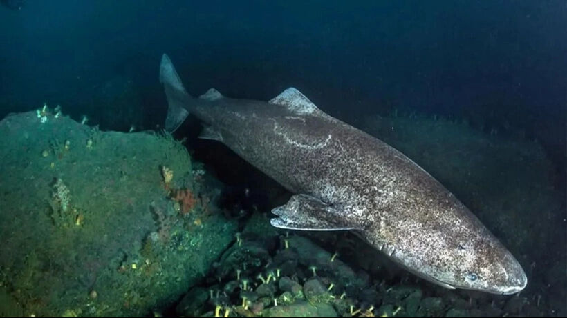 Uzun yaşamın sırrı bulundu! Bilim adamları 400 yıl ömrü olan köpekbalığını inceliyor - 2. Resim
