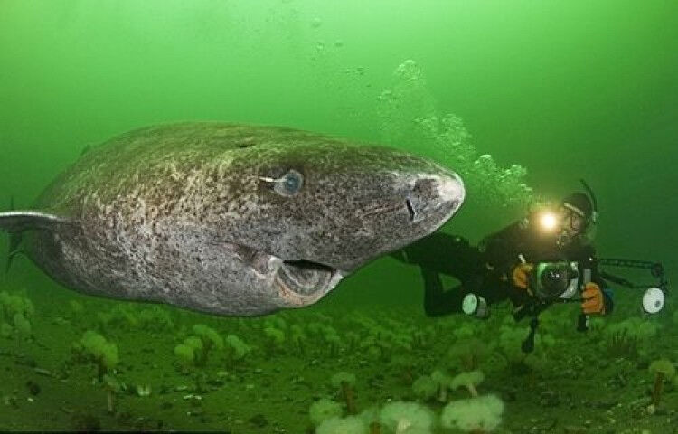 Uzun yaşamın sırrı bulundu! Bilim adamları 400 yıl ömrü olan köpekbalığını inceliyor - 1. Resim