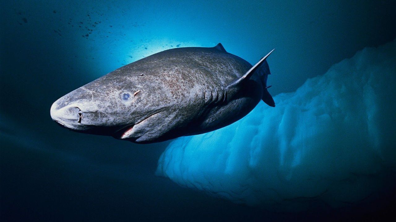 Uzun yaşamın sırrı bulundu! Bilim adamları 400 yıl ömrü olan köpekbalığını inceliyor - Teknoloji