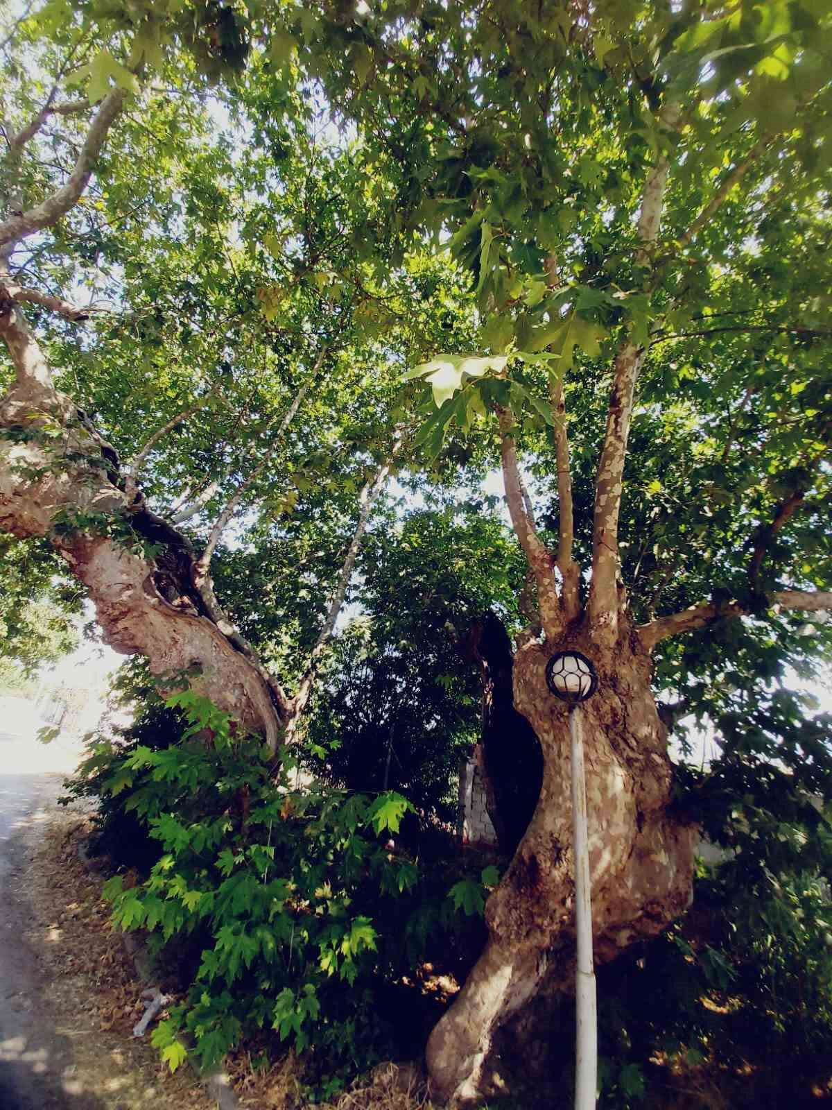 Osmanlı Devleti'nin simgesi olarak biliniyordu! Meyvesi yok ama yapraklarının faydası duyanları şaşırtıyor - 1. Resim