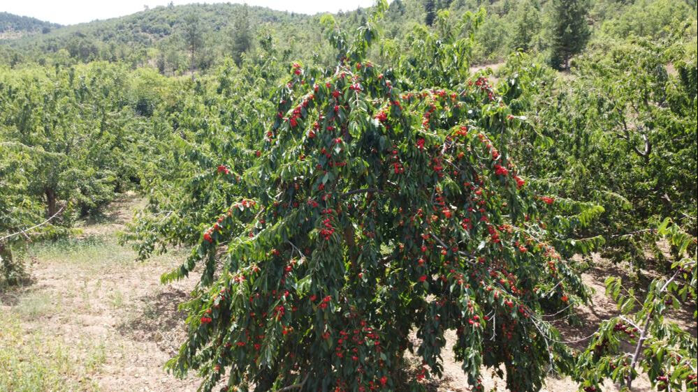 Adanalı üretici Saimbeyli kirazı için tescil peşinde - 3. Resim