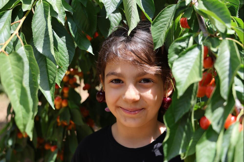 Adanalı üretici Saimbeyli kirazı için tescil peşinde - 1. Resim