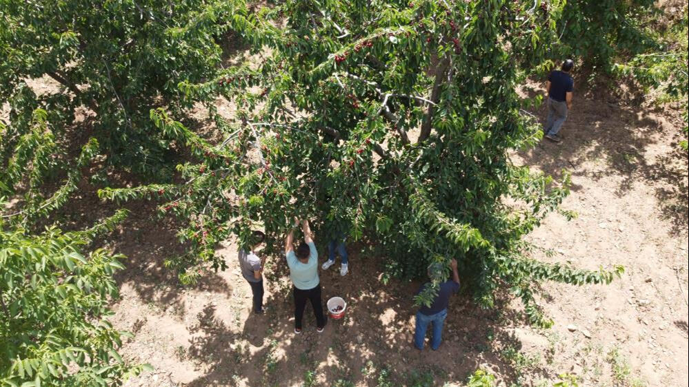 Adanalı üretici Saimbeyli kirazı için tescil peşinde - 4. Resim