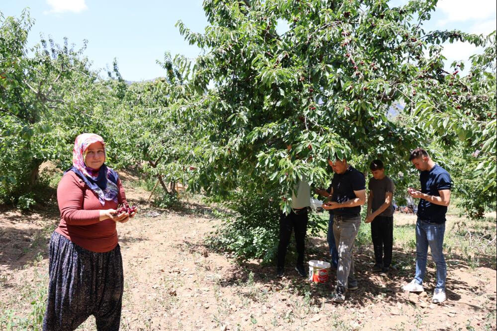 Adanalı üretici Saimbeyli kirazı için tescil peşinde - 5. Resim